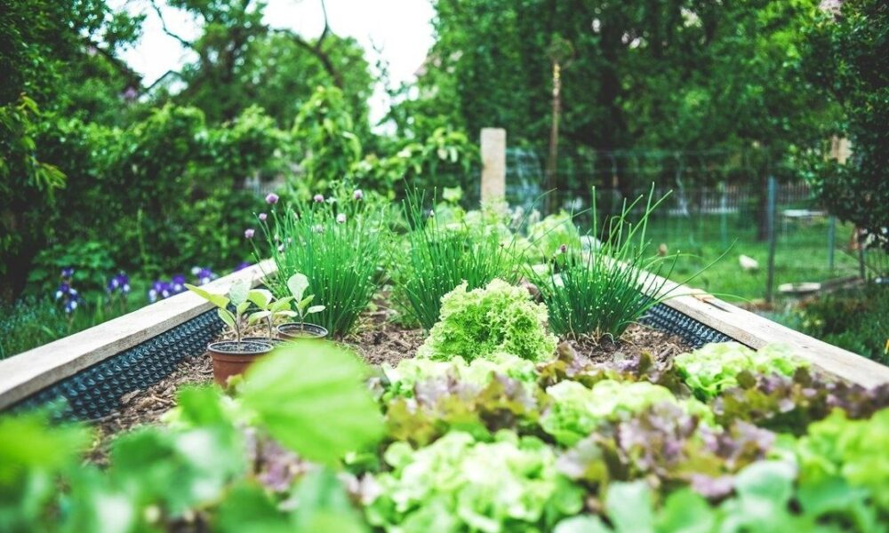 Hochbeet mit Salat, Schnittlauch und Jungpflanzen im grünen Garten