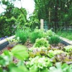 Hochbeet mit Salat, Schnittlauch und Jungpflanzen im grünen Garten