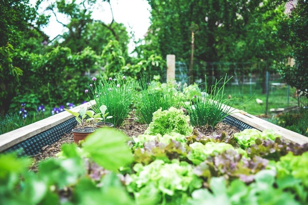 Hochbeet mit Salat, Schnittlauch und Jungpflanzen im grünen Garten